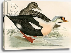 Постер Моррис (акв, птицы) King Duck