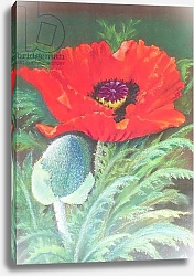 Постер Старкей Марго (совр) Poppies 3