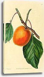 Постер Крупный ранний абрикос