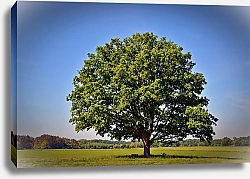 Постер Дерево посреди зеленого поля