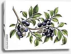 Постер Черничная ветка с ягодами