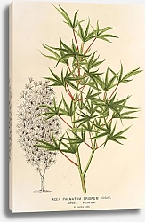 Постер Лемер Шарль Acer palmatum crispum