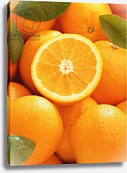 Постер Холландс Норман (совр) Oranges and cut orange, 1996