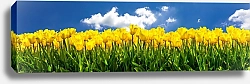 Постер Большая панорама с желтыми тюльпанами