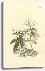 Постер Polygala Chamaebuxus