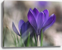 Постер Два фиолетовых крокуса