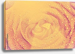 Постер Розовая роза в каплях росы