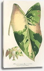 Постер Лемер Шарль Alocasia macrorrhiza, var. foliis variegatis