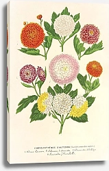 Постер Лемер Шарль Chrysanthèmes d’automne