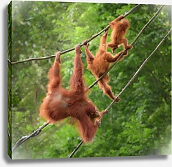 Постер Орангутаны - акробаты