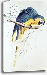 Постер Лир Эдвард Blue and yellow Macaw