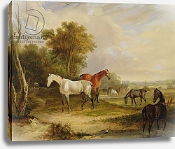 Постер Тернер Франсис Horses Grazing: A Grey Stallion grazing with Mares in a Meadow