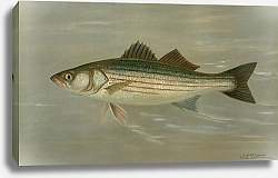 Постер Петри Джон The Striped Bass, Roccus lineatus.