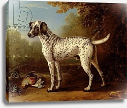 Постер Уоттон Джон Grey spotted hound, 1738