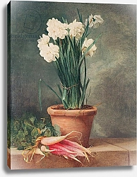 Постер Роланд Генри Narcissus and Radishes