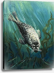 Постер Ригналл Джон (дет) Our Sea Friend The Seal 1