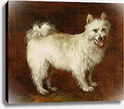 Постер Гейнсборо Томас Spitz Dog, c.1760-70