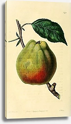 Постер Корнуэльское яблоко Gilliflower