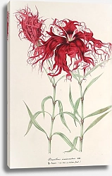 Постер Лемер Шарль Dianthus cincinnatus