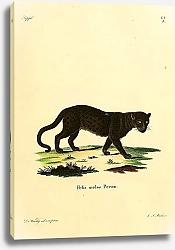 Постер Чёрная пантера 1