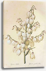 Постер Yucca aloifolia L 2