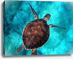 Постер Черепаха в голубой воде 1