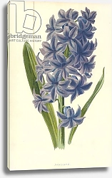 Постер Хулм Фредерик (бот) Hyacinth