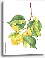 Постер Ветвь с желтыми цветками липы