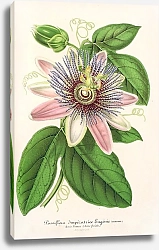 Постер Лемер Шарль Passiflora Imperatrice Eugenie