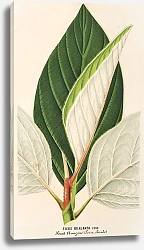 Постер Лемер Шарль Ficus dealbata