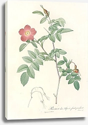 Постер Редюти Пьер Rosa Alpina Pendulina