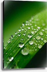 Постер Капли воды на зеленой травинке