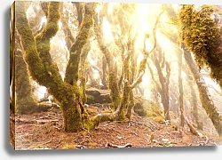 Постер Дикие леса горы Мальборо, Новая Зеландия