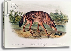 Постер Ауборн Джеймс (птицы) Red Wolf from 'Quadrupeds of North America', 1842-45