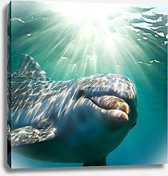 Постер Дельфин под водой с солнечными лучами