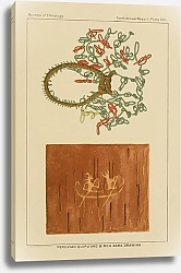 Постер Гэррик Мэлери Peruvian Quipu and Birch Bark Drawing