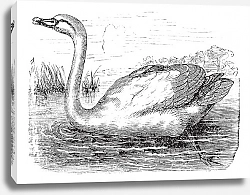 Постер Mute Swan or Cygnus olor, vintage engraving