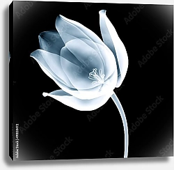 Постер Рентгеновское изображение тюльпана на черном