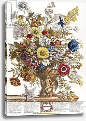 Постер Кастилс Питер November, from 'Twelve Months of Flowers', 1730