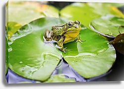 Постер Зеленая лягушка в пруду