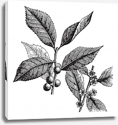 Постер American Winterberry or Ilex verticillata vintage engraving