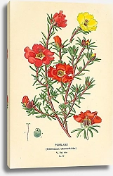 Постер Purslane (Portulaca Grandiflora)