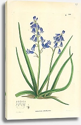 Постер Hyaginthus amethystinus
