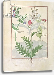 Постер Тестард Робинет (бот) Ms Fr. Fv VI #1 fol.136v Illustration from 'The Book of Simple Medicines'