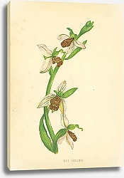 Постер Bee Orchis