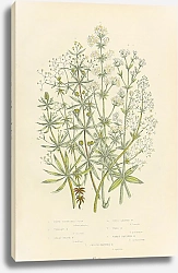 Постер White Water Bed-straw, Upight b., Great Hedge b., Cross Leaved b., Wall b., Warty Fruited b., Smooth