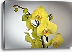Постер Цветок желтой орхидеи