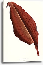 Постер Великолепный одиночный красный лист