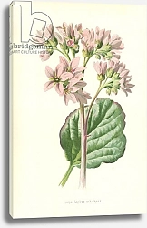 Постер Хулм Фредерик (бот) Large-Leaved Saxifrage
