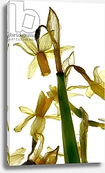 Постер МакЛемор Юлия (совр) Daffodil Stand